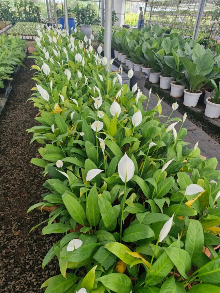nursery in Kadiyam Rajahmundry plant varieties