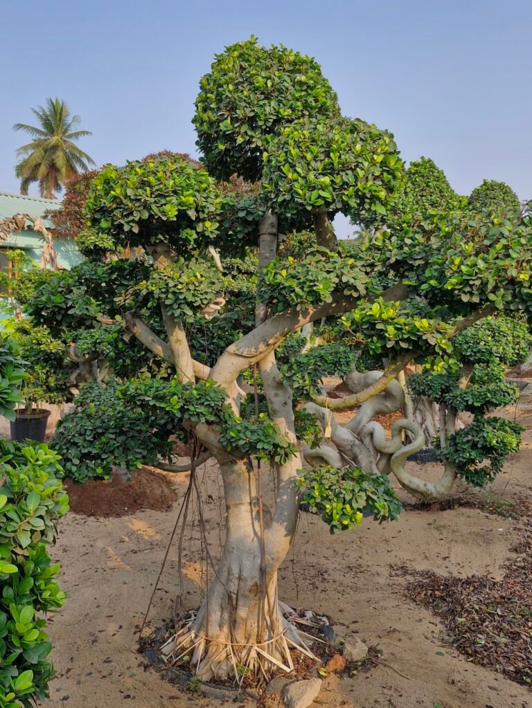 Sri Shiva Hari Ayyappa Nursery growing green dreams with care