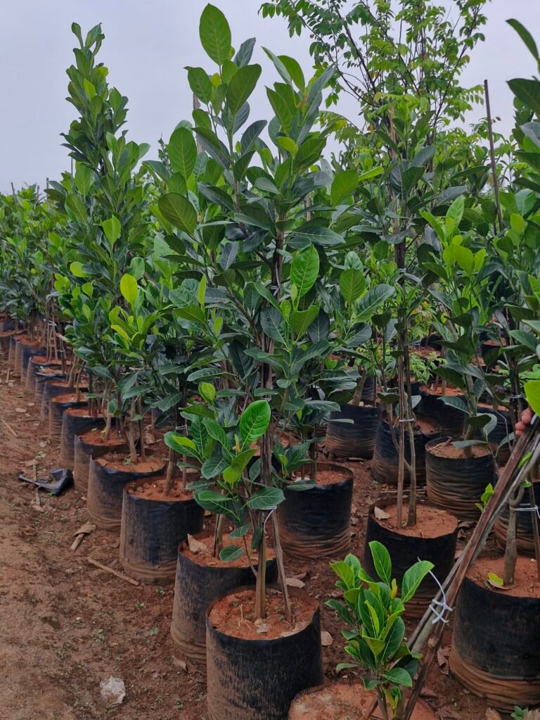 Sri Shiva Hari Ayyappa Nursery healthy plants