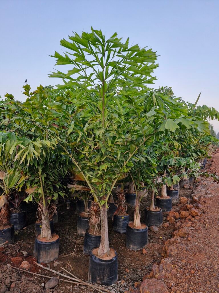 Sri Shiva Hari Ayyappa Nursery bringing nature closer to homes