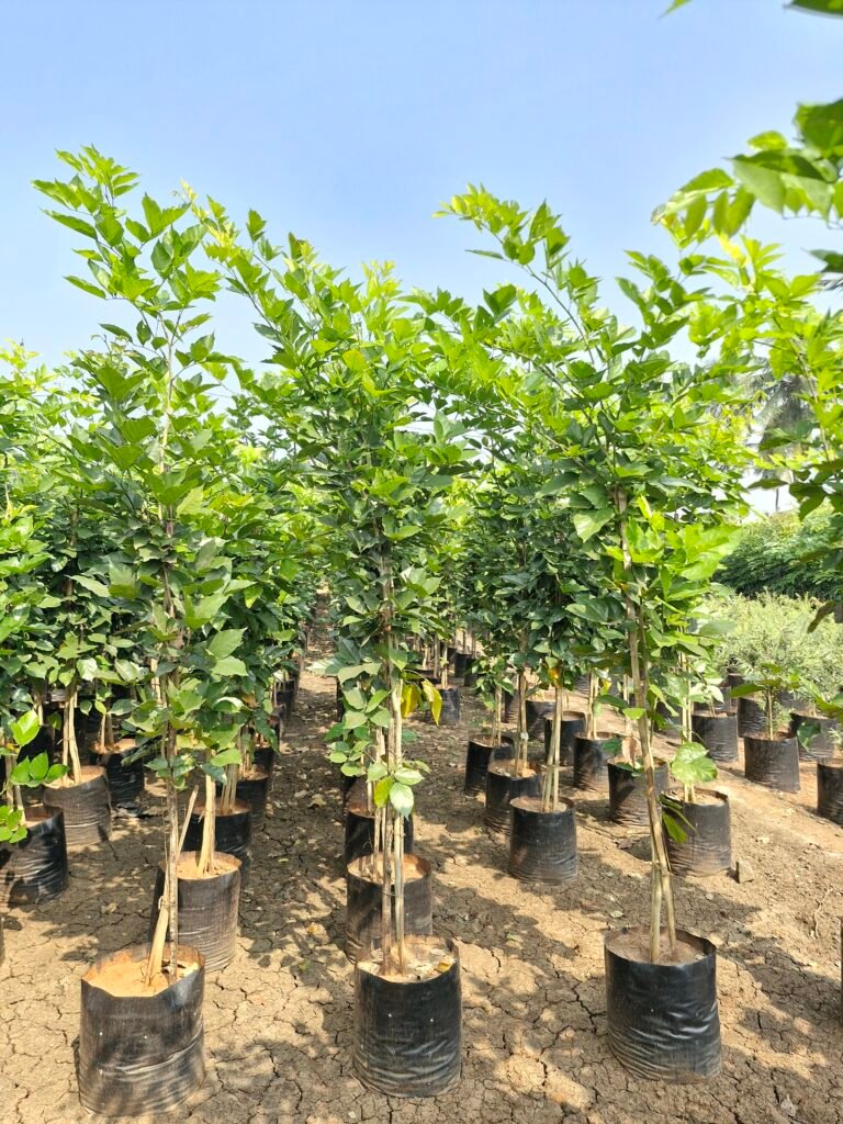 buy plants in Kadiyam