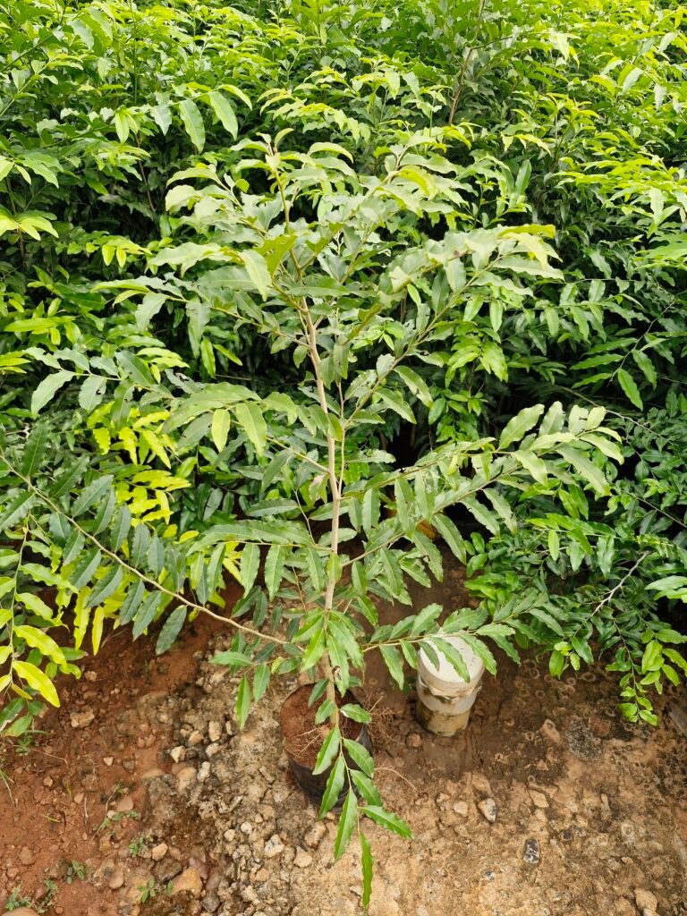 nurseries in Rajahmundry