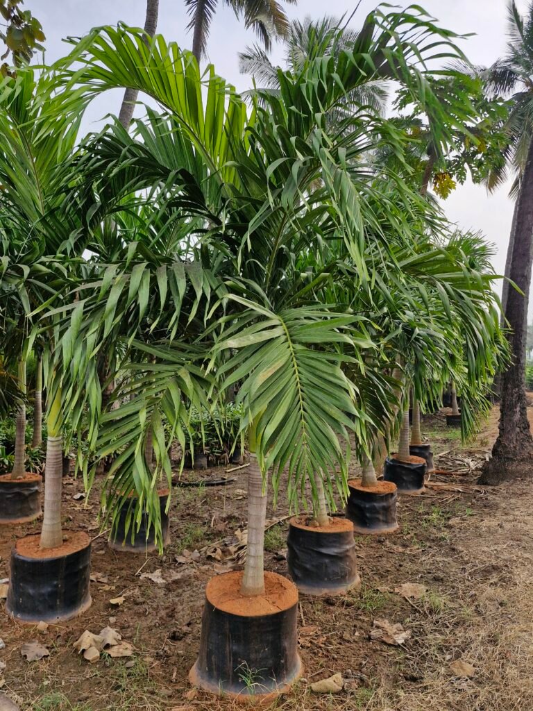 top nursery in Kadiyam